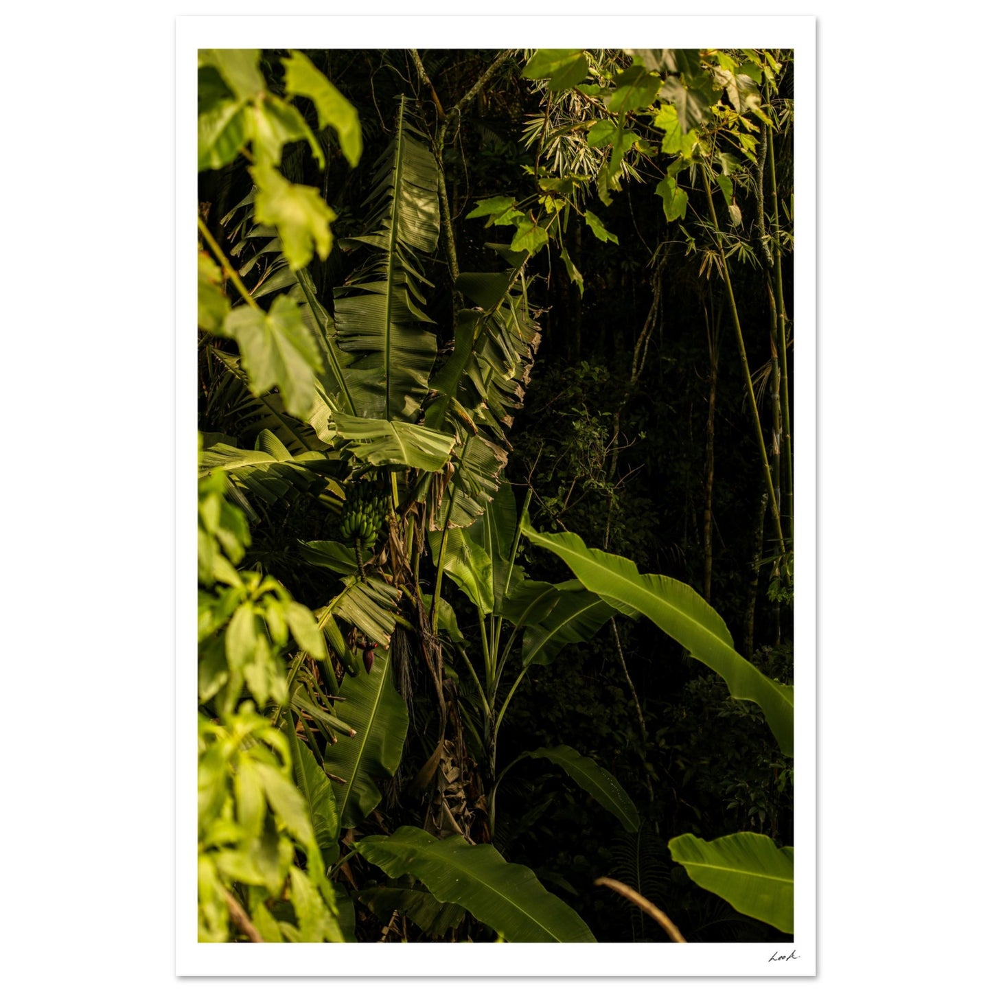 Rosa Norte Forest - Aluminum Print