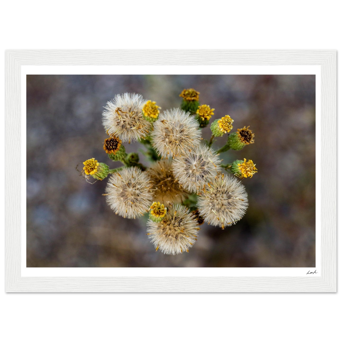 Macro Flower - Premium Matte Paper Wooden Framed Poster