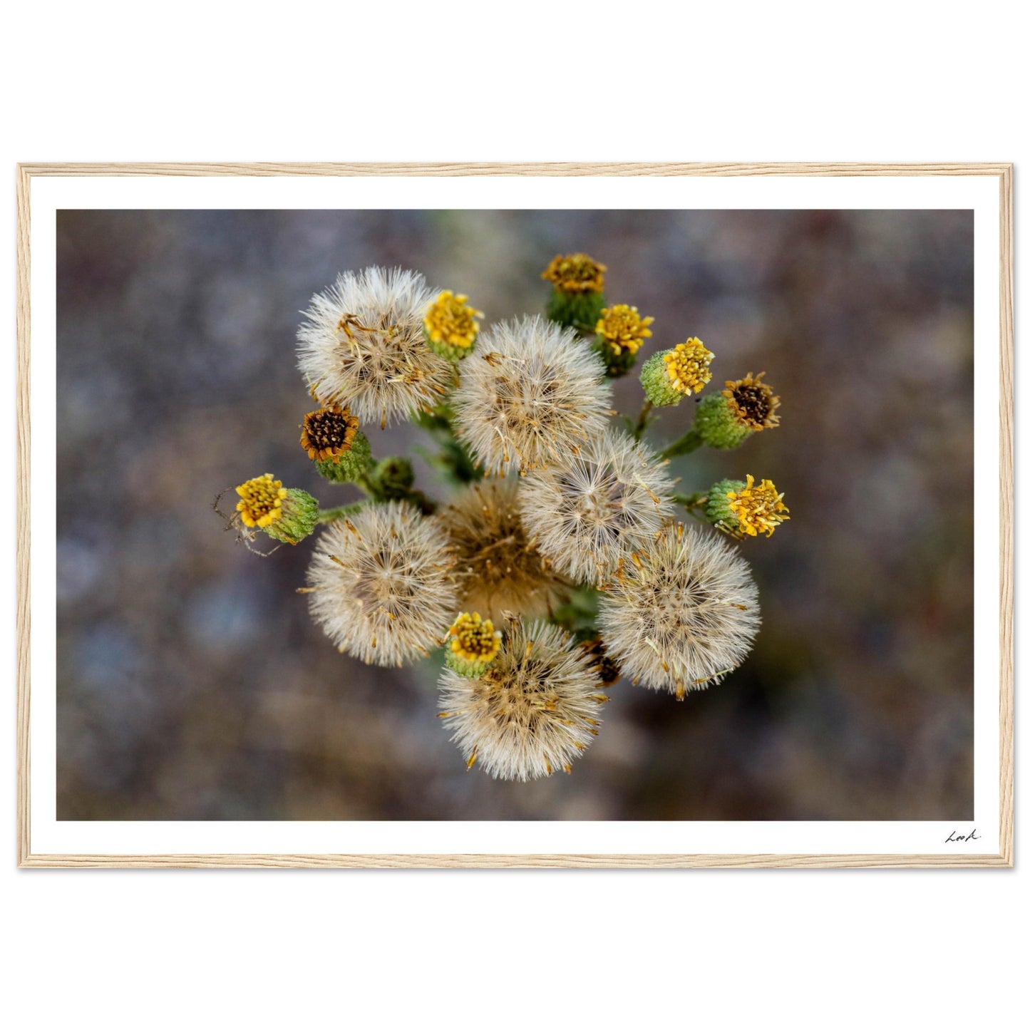 Macro Flower - Premium Matte Paper Wooden Framed Poster