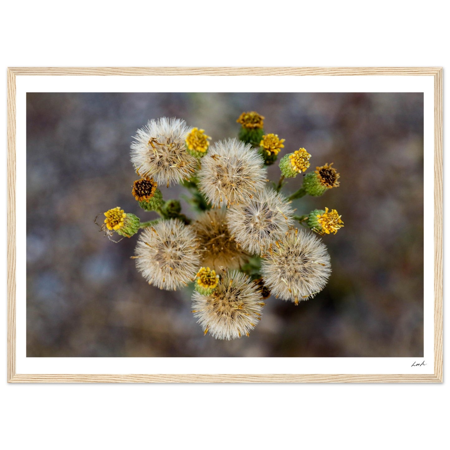 Macro Flower - Premium Matte Paper Wooden Framed Poster