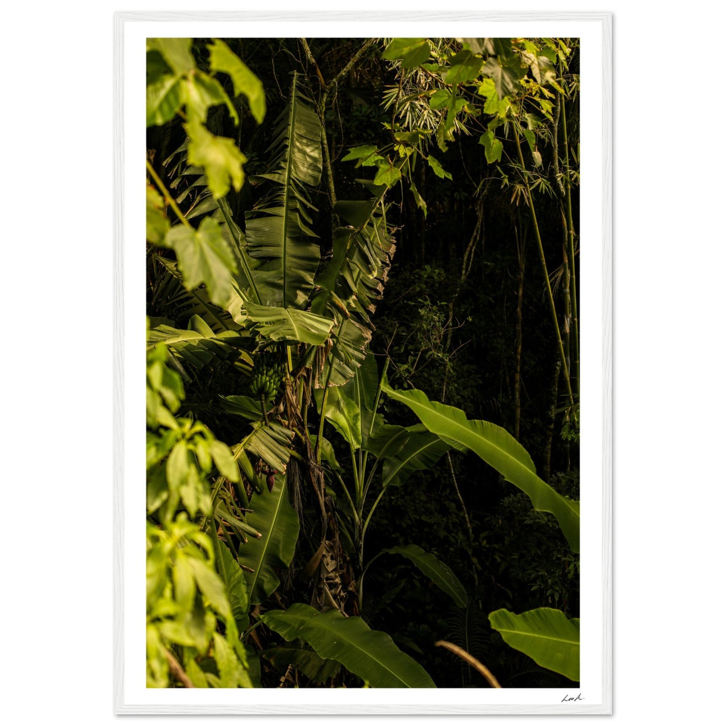 Rosa Norte Forest - Premium Matte Paper Wooden Framed Poster