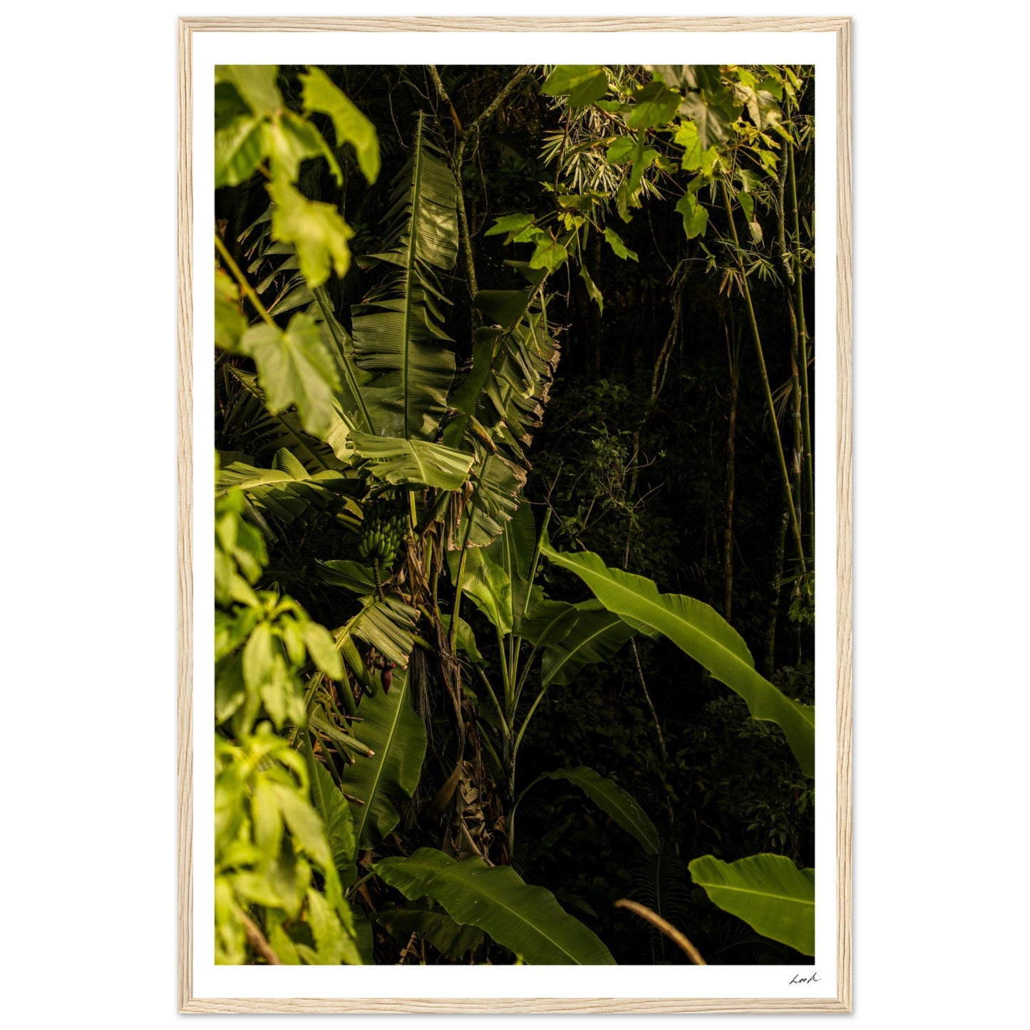 Rosa Norte Forest - Premium Matte Paper Wooden Framed Poster