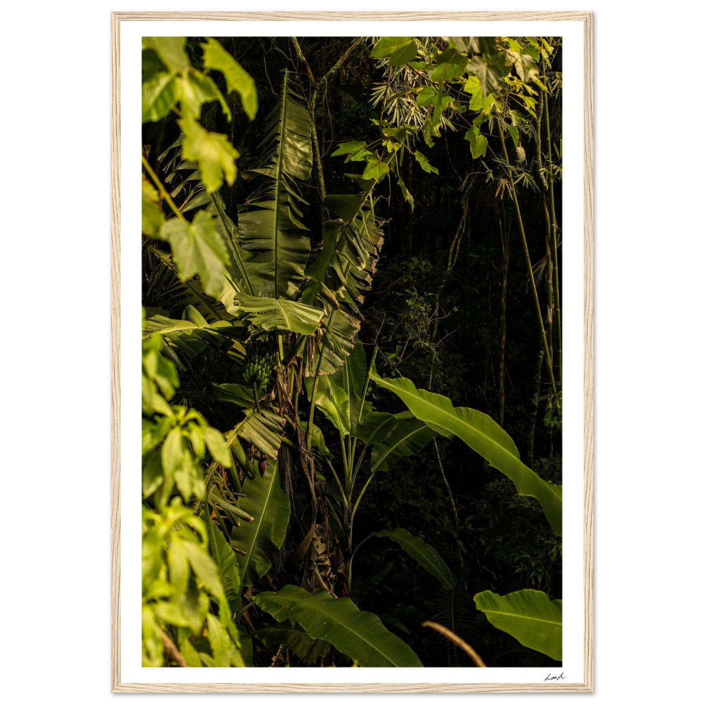Rosa Norte Forest - Premium Matte Paper Wooden Framed Poster