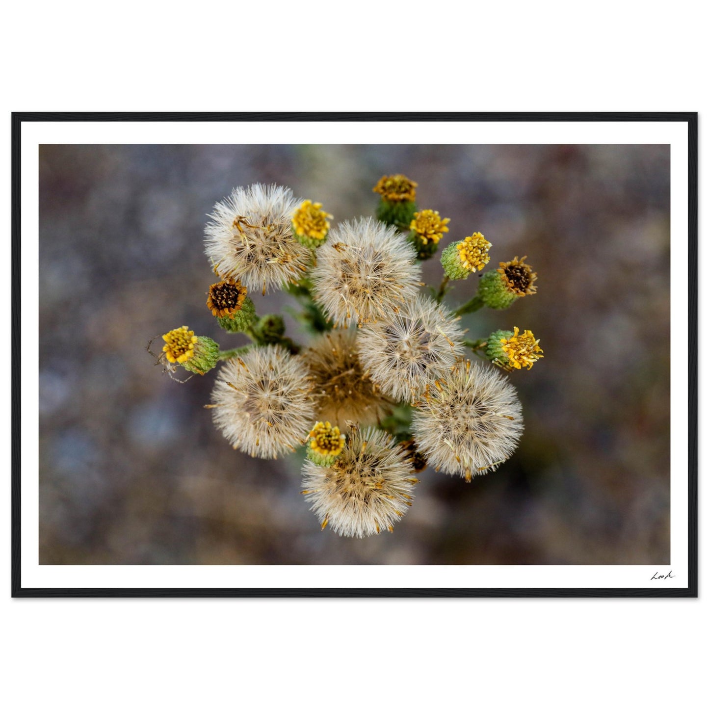 Macro Flower - Premium Matte Paper Wooden Framed Poster
