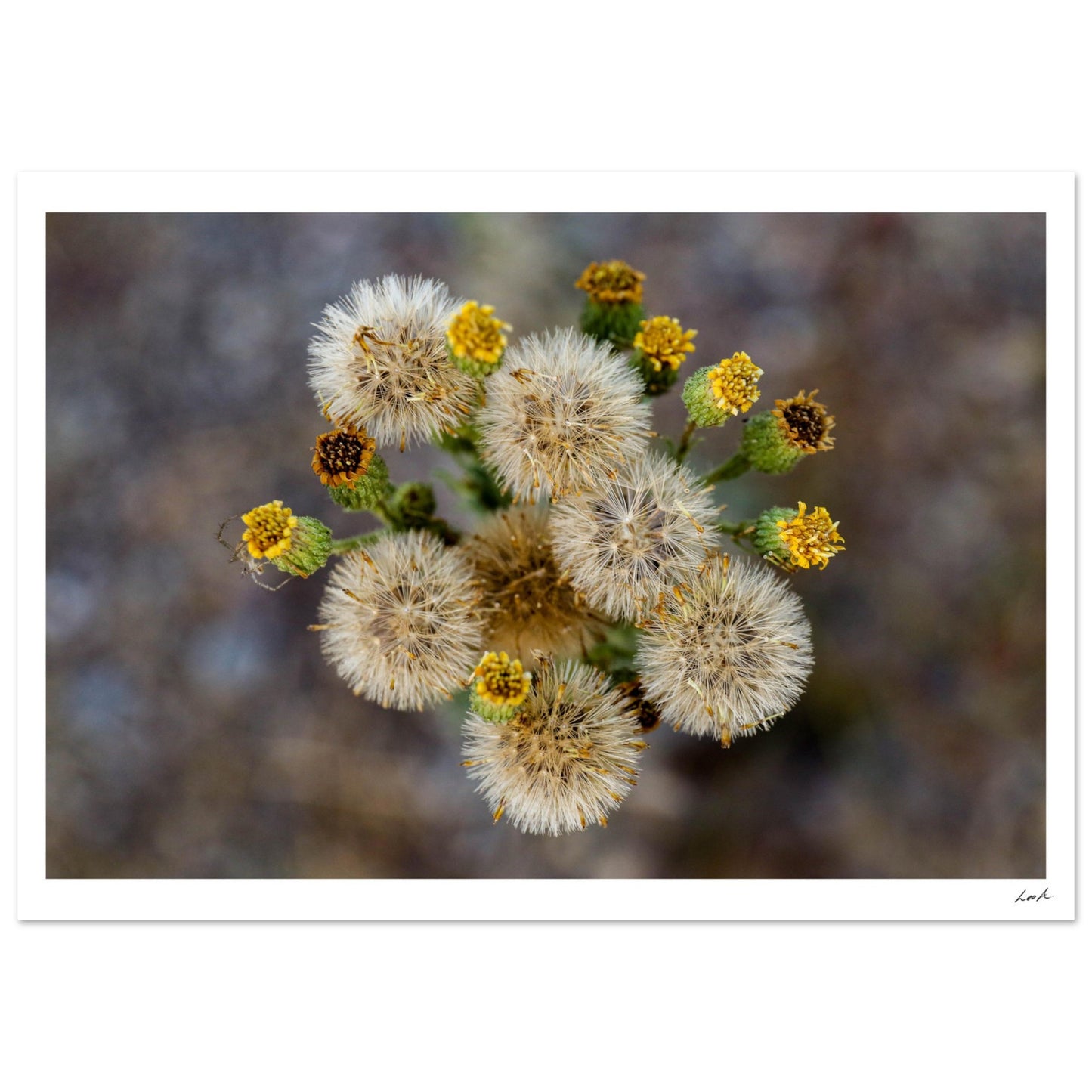 Macro Flower - Classic Matte Paper Poster