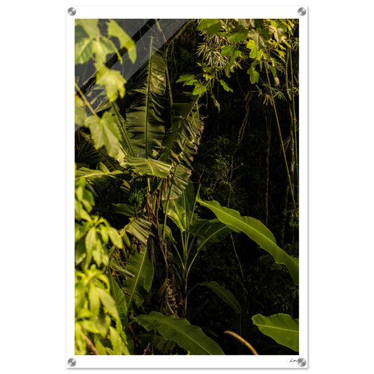 Rosa Norte Forest - Acrylic Print