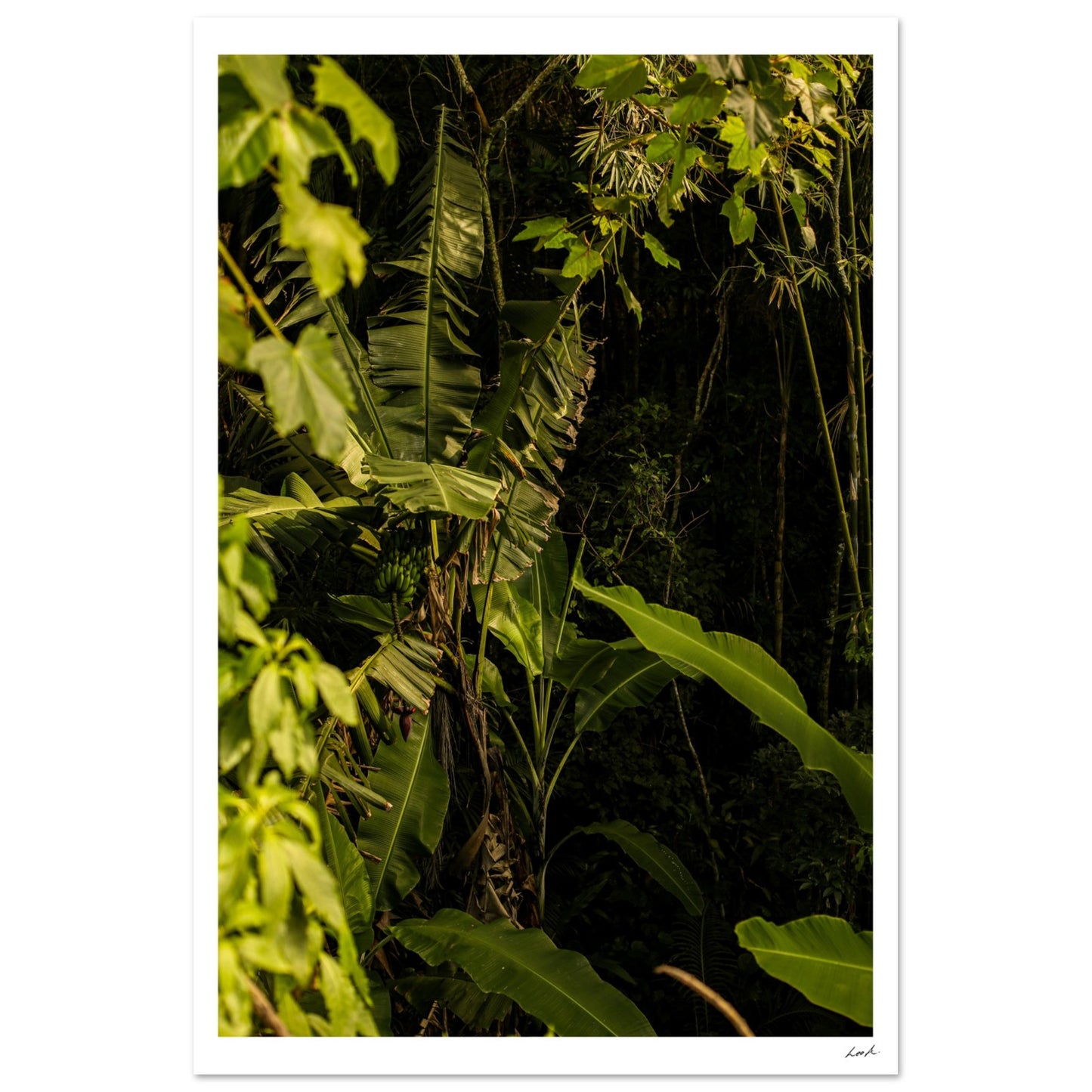 Rosa Norte Forest - Aluminum Print