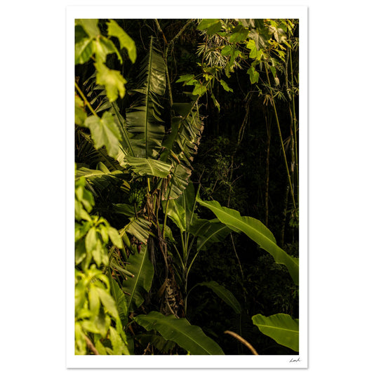 Rosa Norte Forest - Aluminum Print