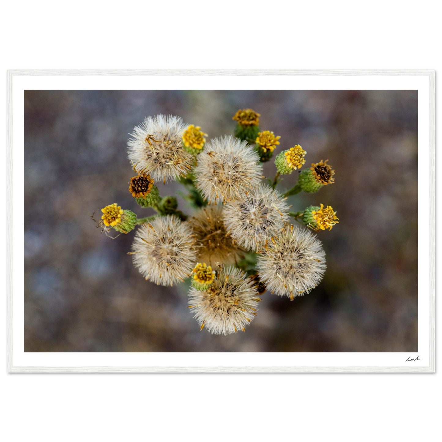 Macro Flower - Premium Matte Paper Wooden Framed Poster