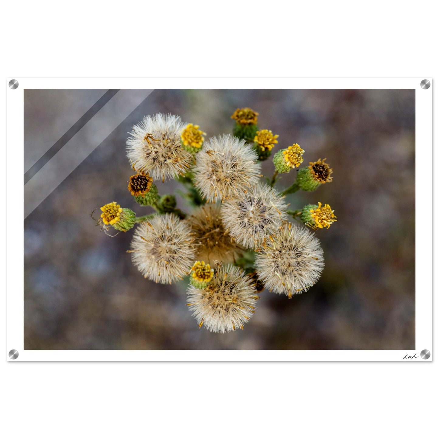 Macro Flower - Acrylic Print