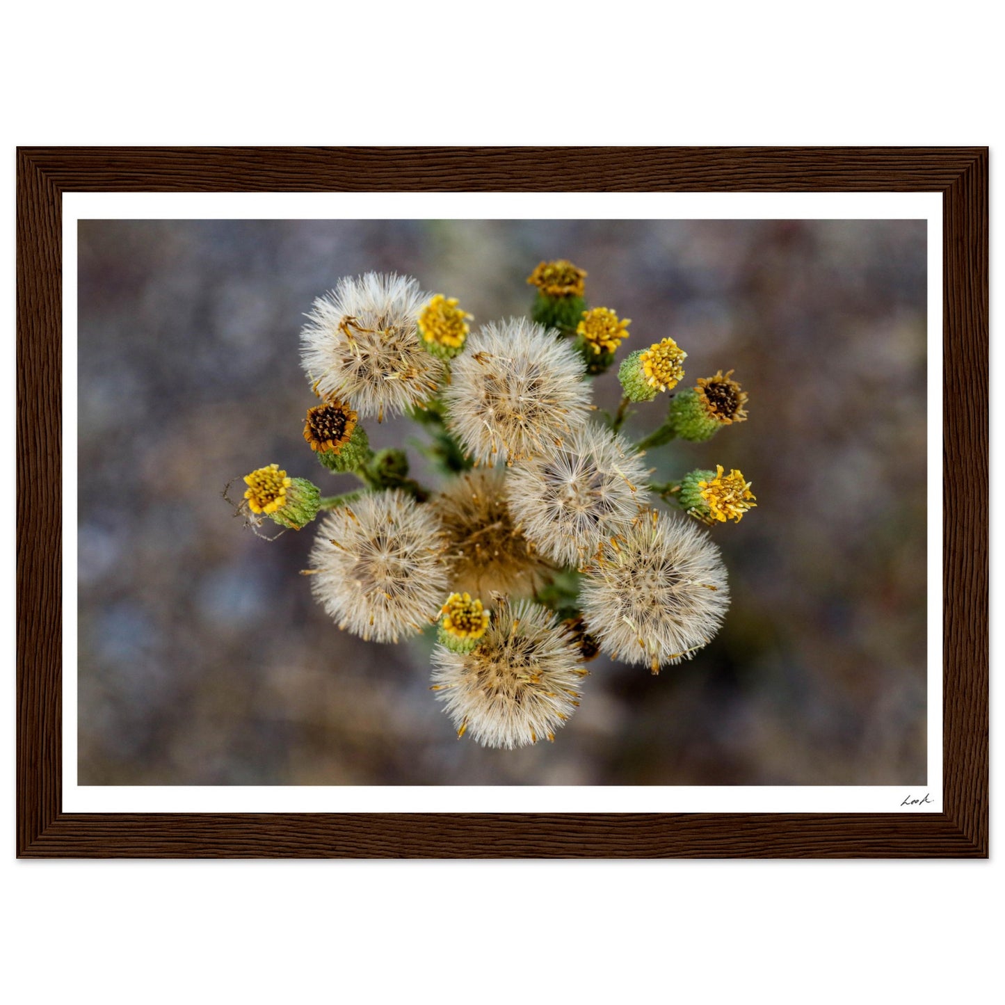 Macro Flower - Premium Matte Paper Wooden Framed Poster