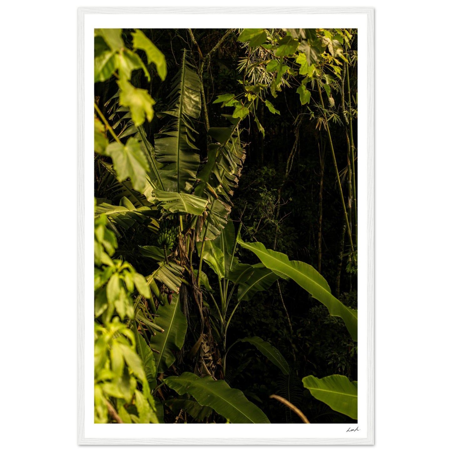 Rosa Norte Forest - Premium Matte Paper Wooden Framed Poster