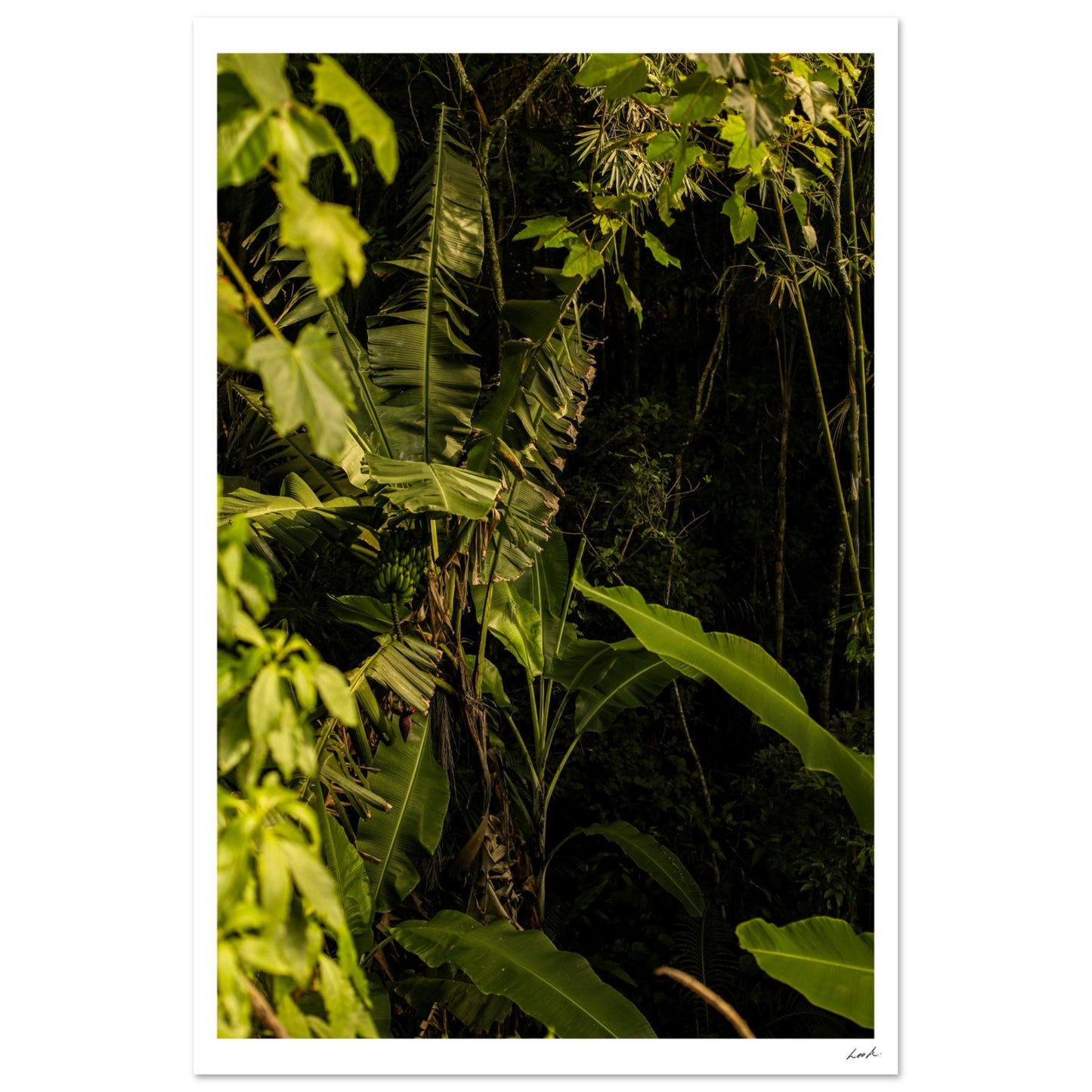Rosa Norte Forest - Premium Semi-Glossy Paper Poster