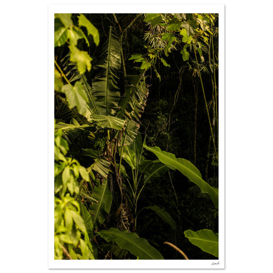Rosa Norte Forest - Premium Semi-Glossy Paper Poster