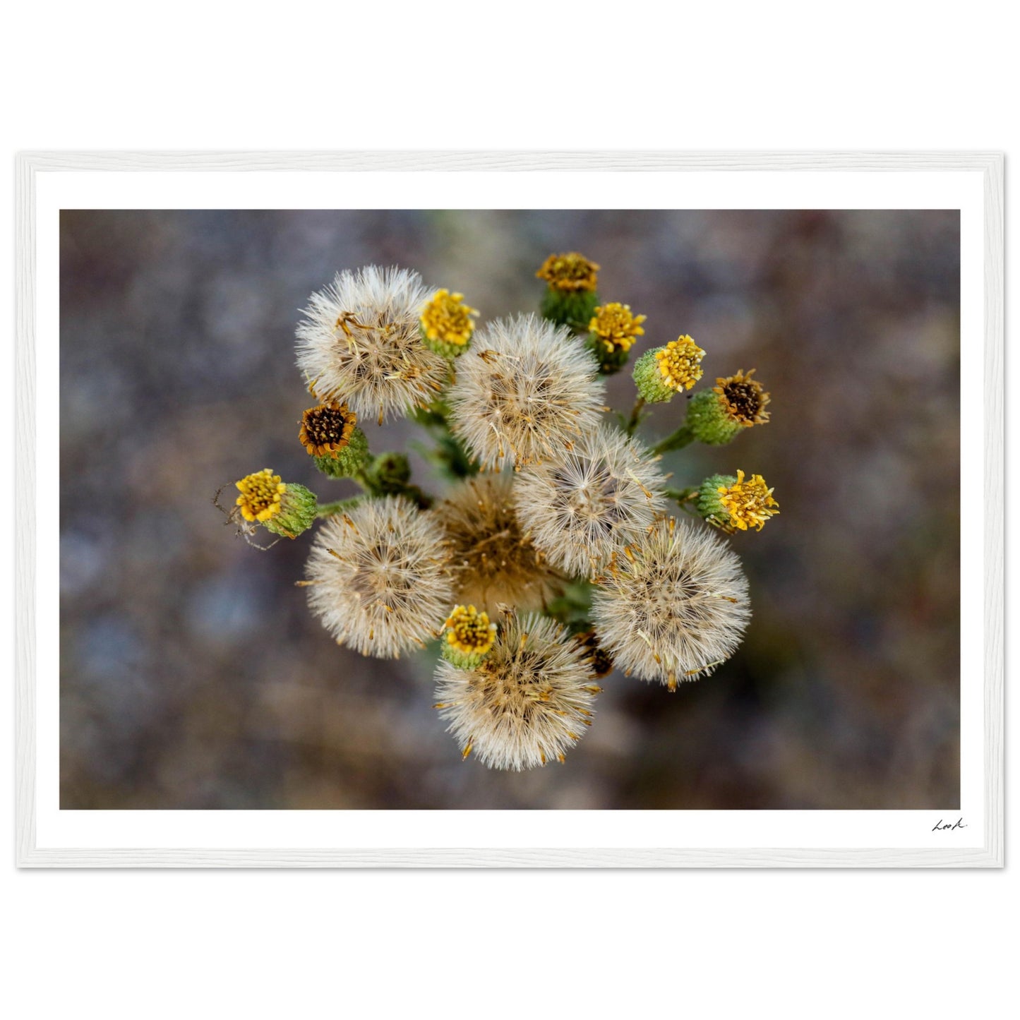 Macro Flower - Premium Matte Paper Wooden Framed Poster