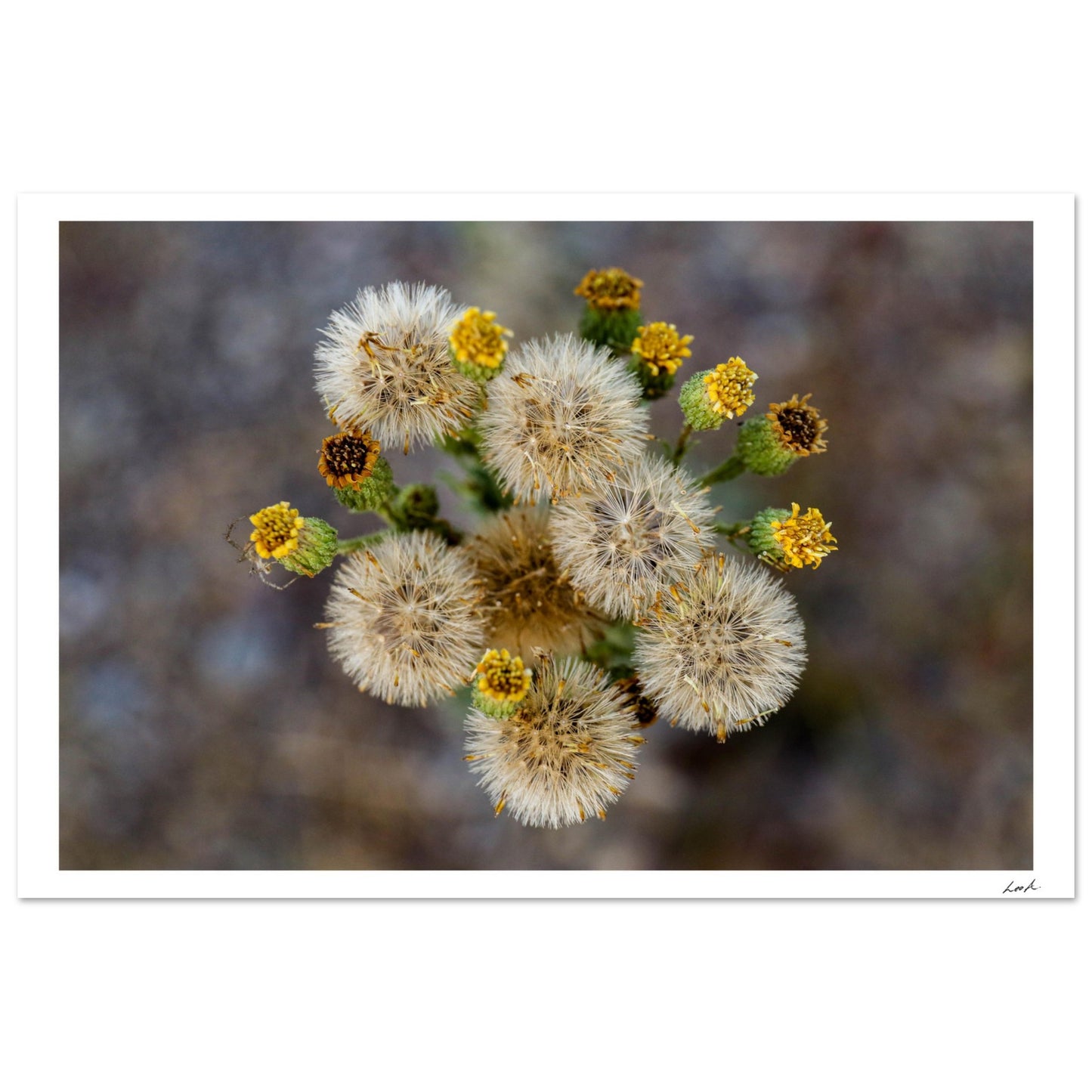 Macro Flower - Aluminum Print