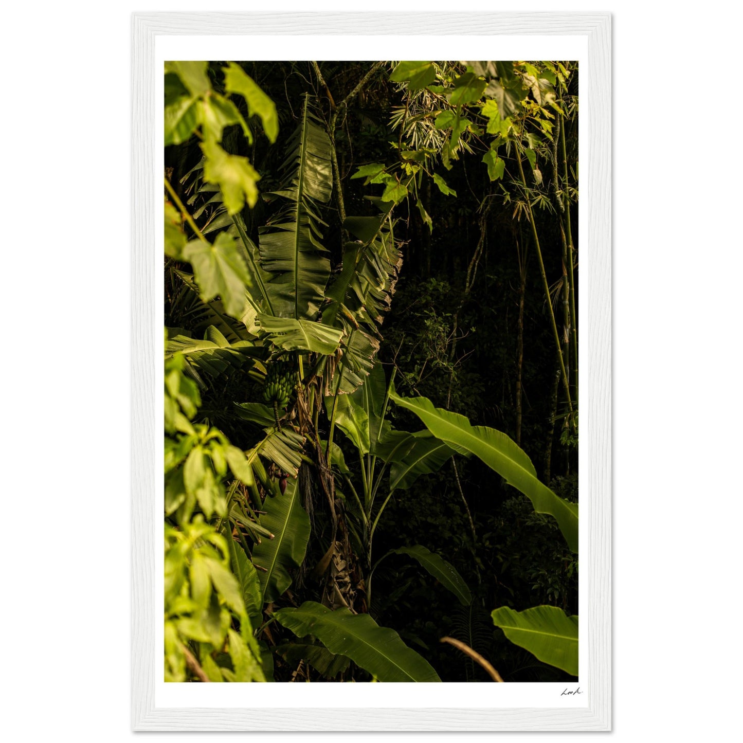 Rosa Norte Forest - Premium Matte Paper Wooden Framed Poster