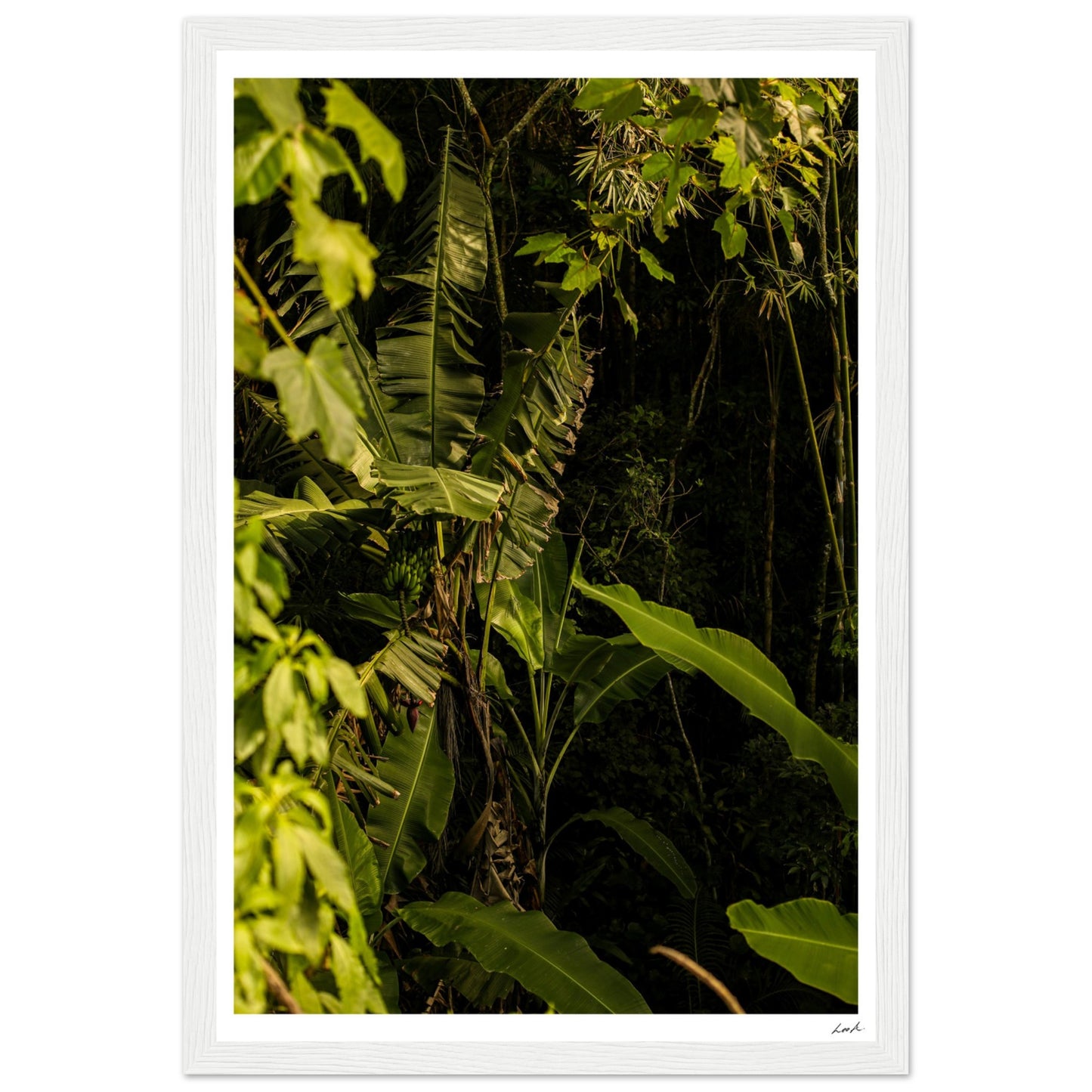 Rosa Norte Forest - Premium Matte Paper Wooden Framed Poster