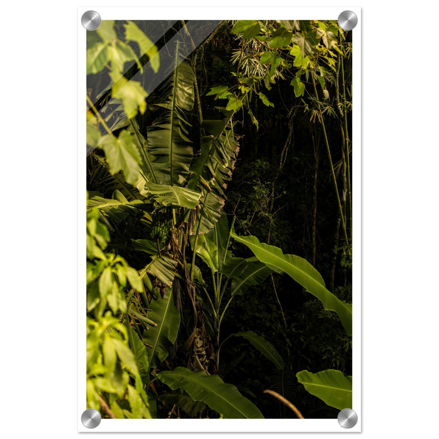 Rosa Norte Forest - Acrylic Print