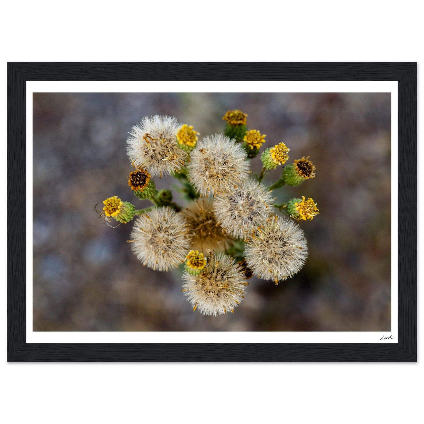 Macro Flower - Premium Matte Paper Wooden Framed Poster