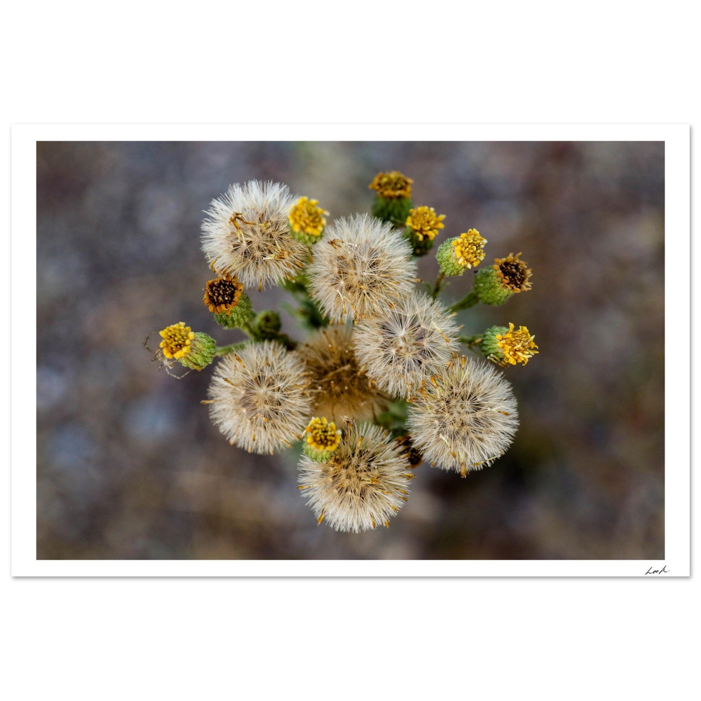 Macro Flower - Aluminum Print