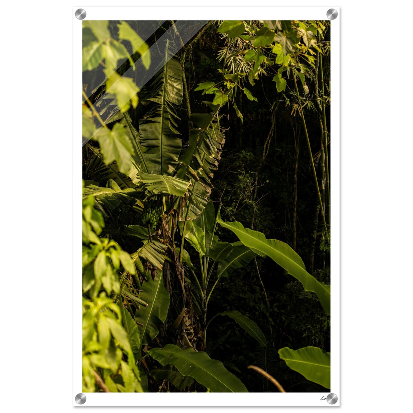Rosa Norte Forest - Acrylic Print