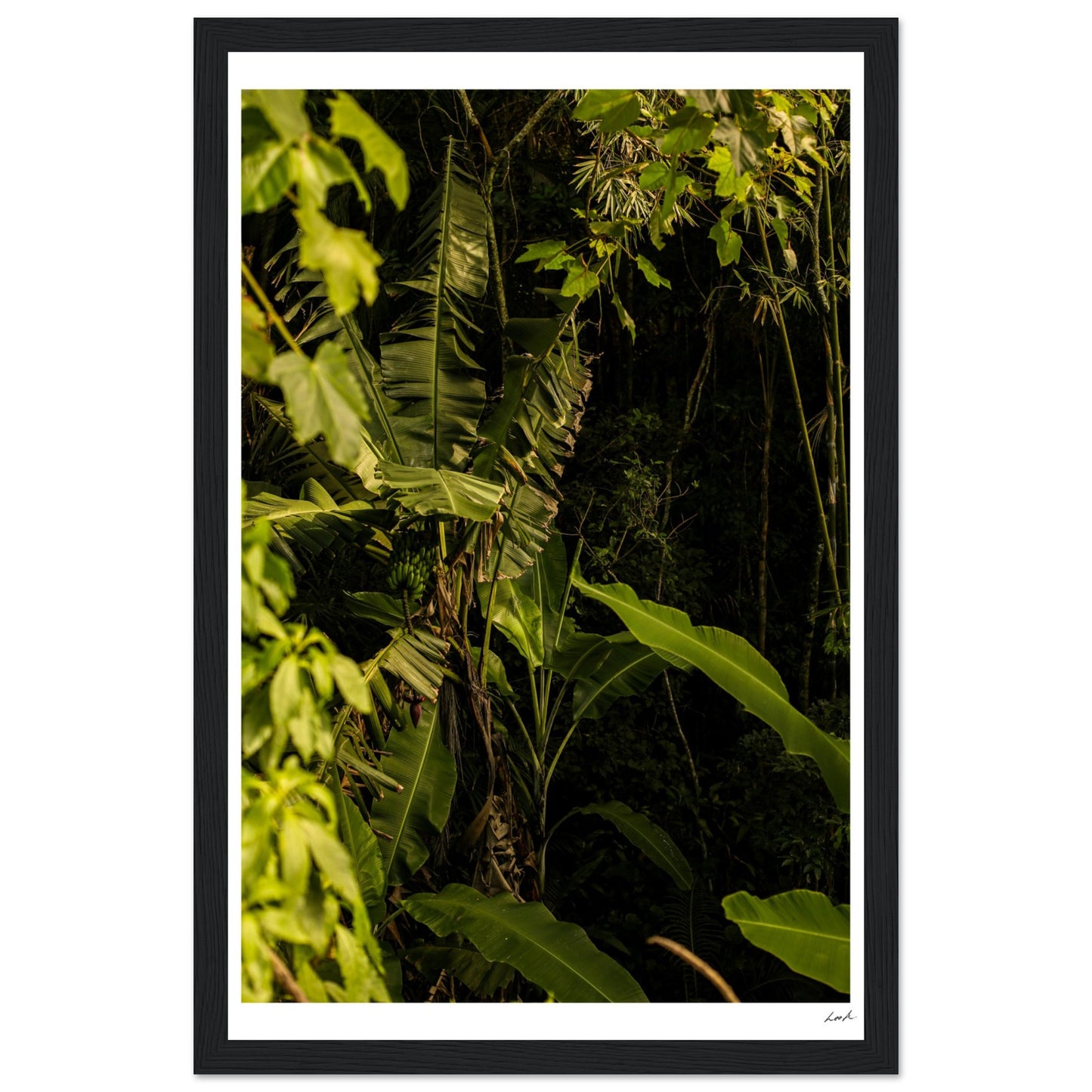 Rosa Norte Forest - Premium Matte Paper Wooden Framed Poster