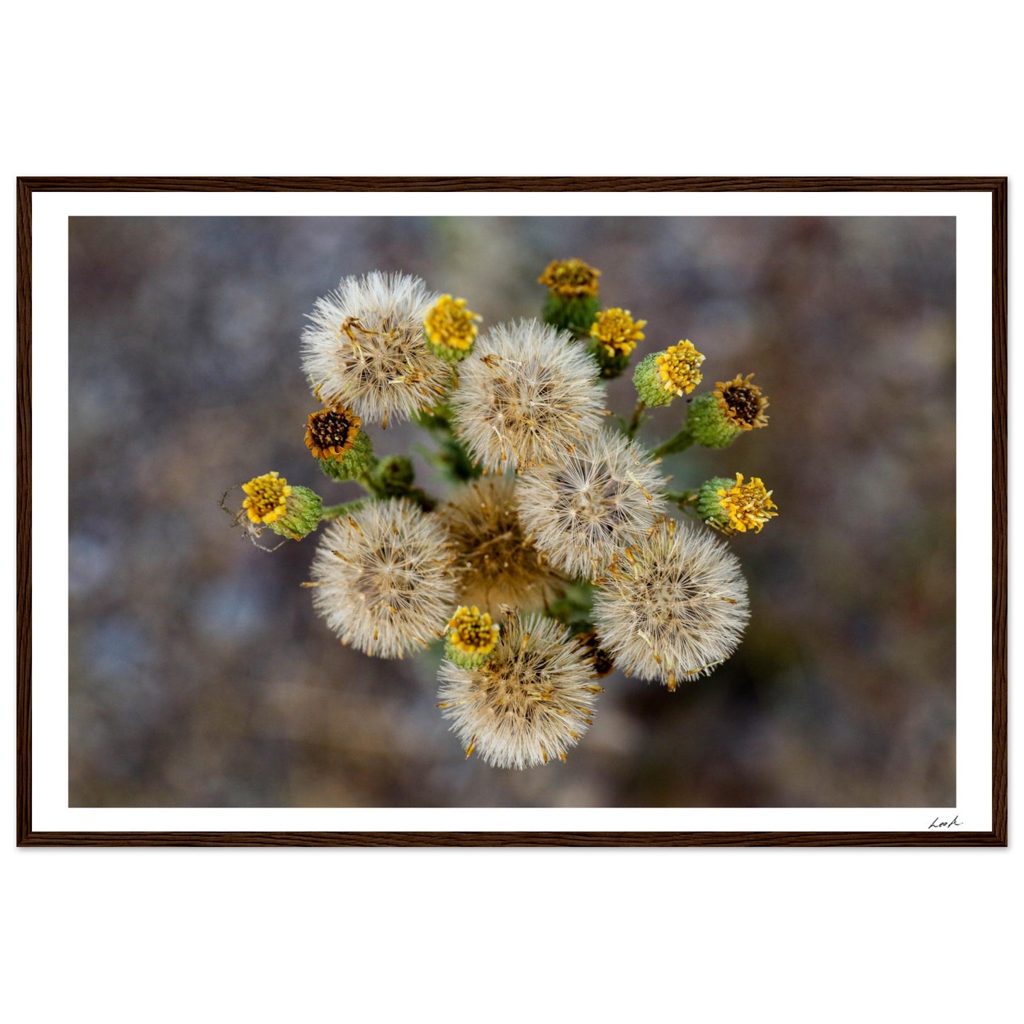 Macro Flower - Premium Matte Paper Wooden Framed Poster