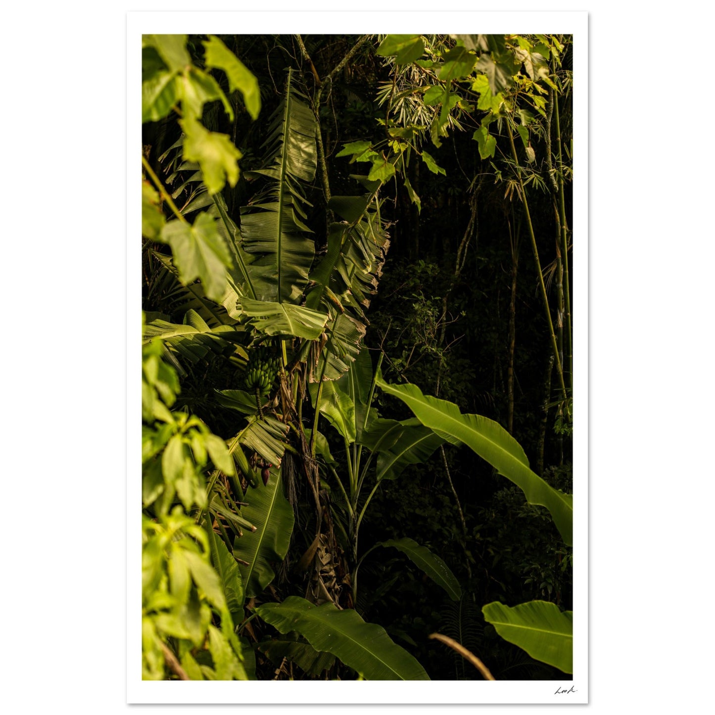 Rosa Norte Forest - Aluminum Print