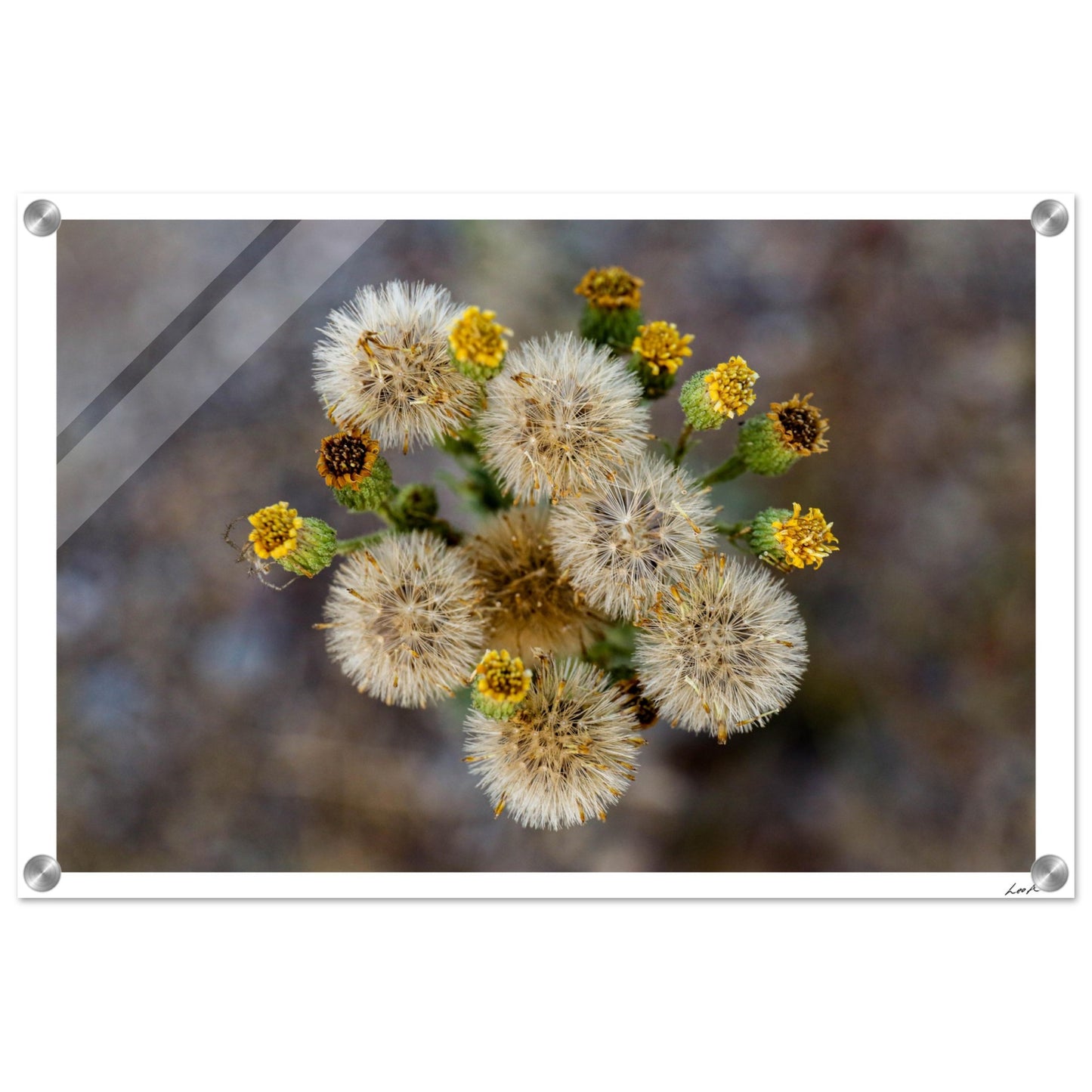 Macro Flower - Acrylic Print