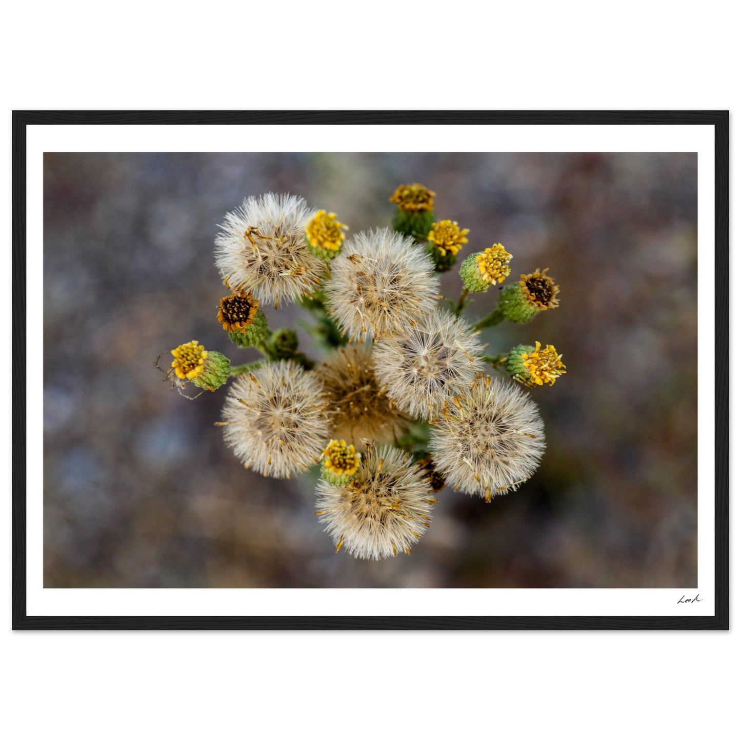 Macro Flower - Premium Matte Paper Wooden Framed Poster