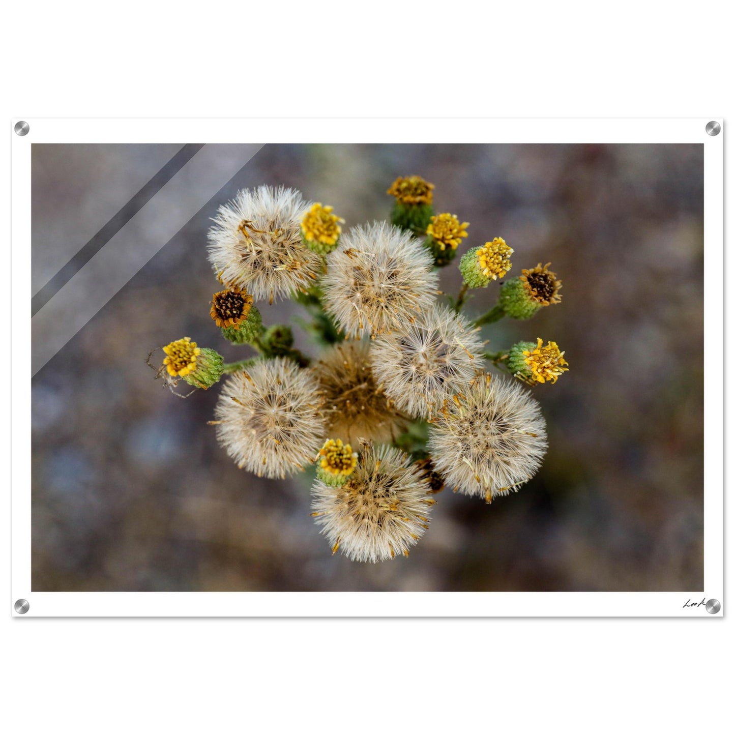 Macro Flower - Acrylic Print