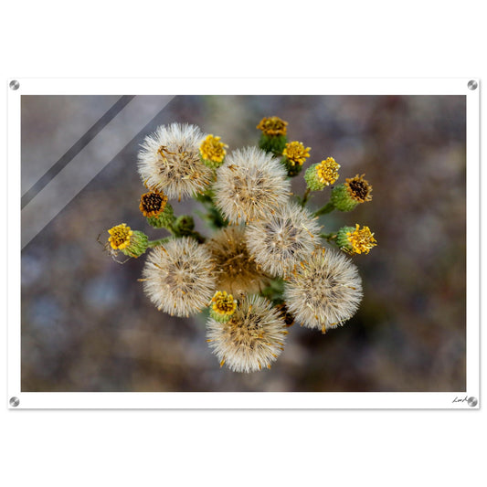 Macro Flower - Acrylic Print