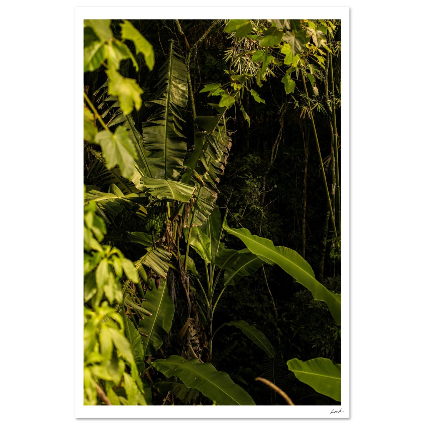 Rosa Norte Forest - Aluminum Print