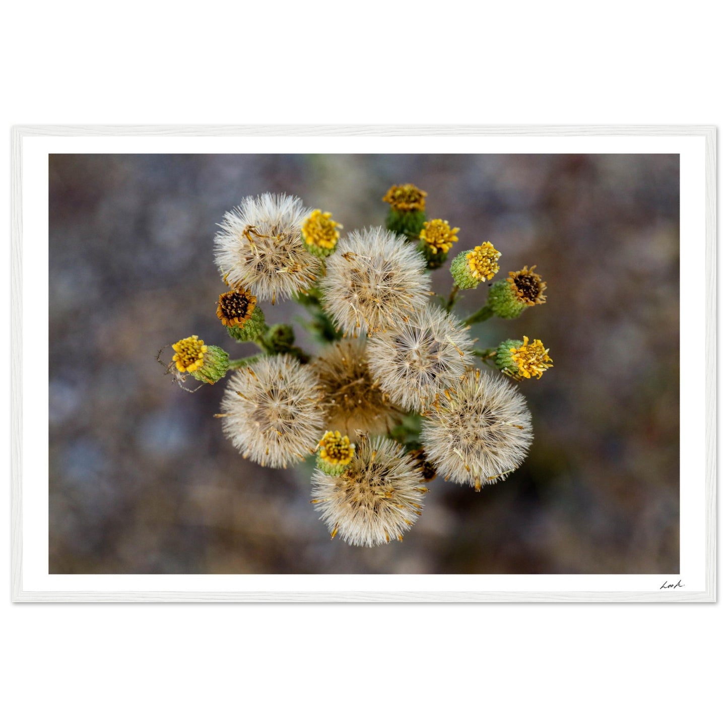Macro Flower - Premium Matte Paper Wooden Framed Poster