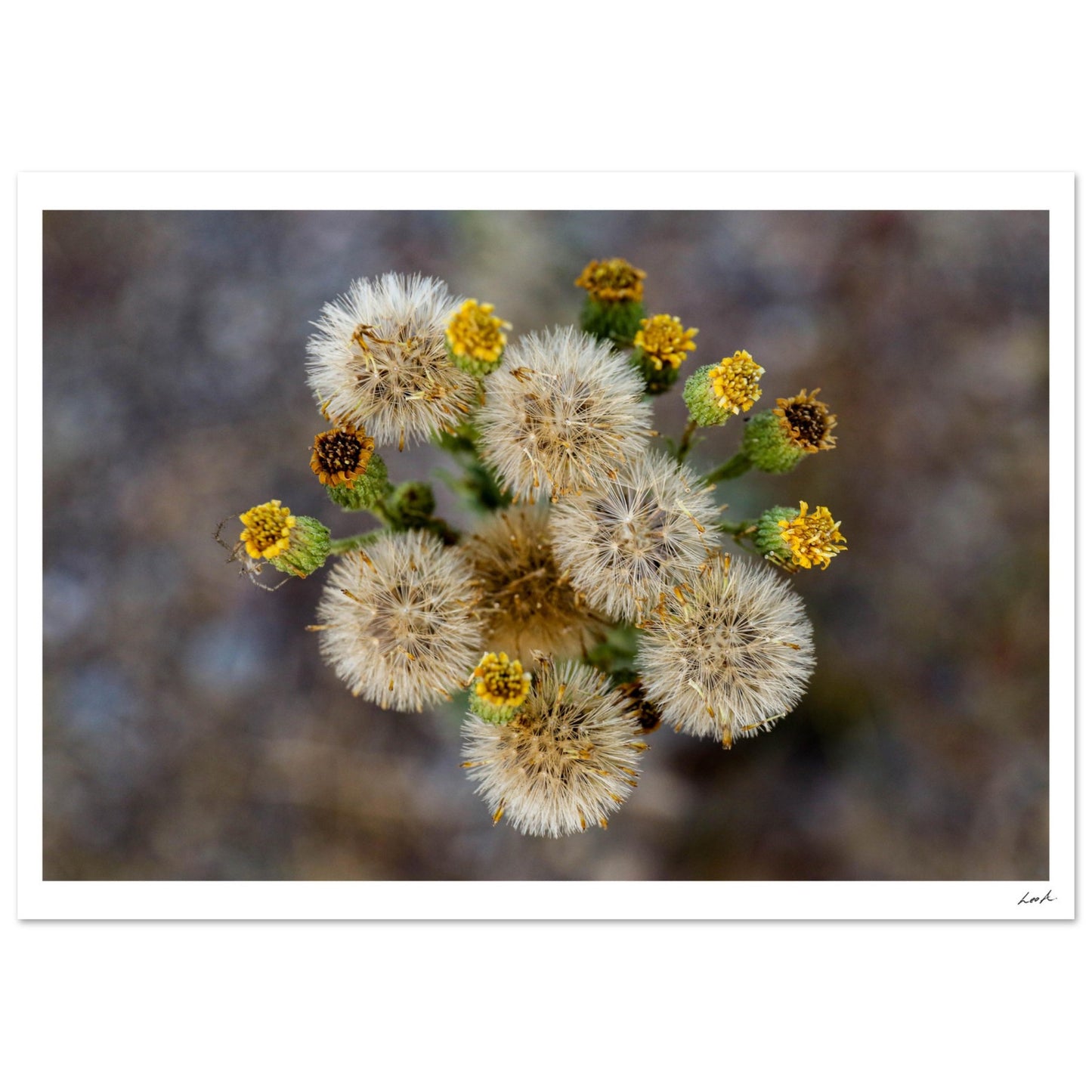 Macro Flower - Premium Semi-Glossy Paper Poster