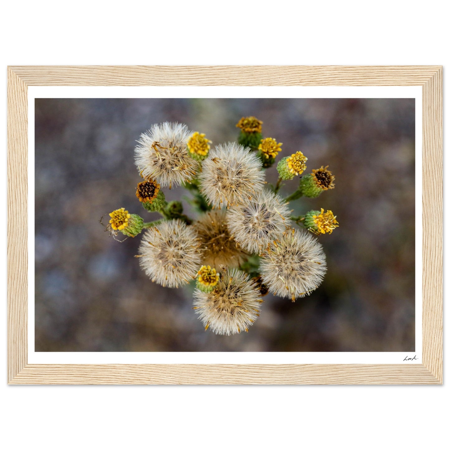 Macro Flower - Premium Matte Paper Wooden Framed Poster
