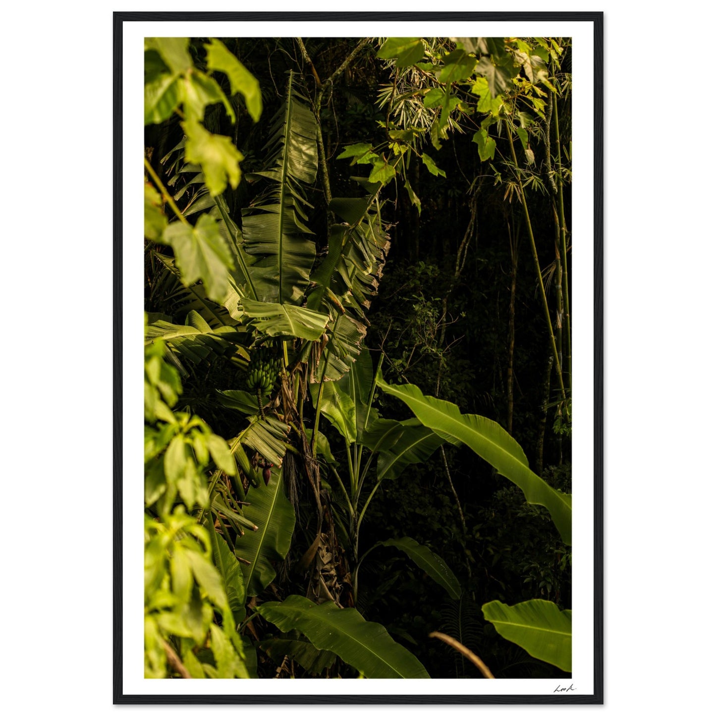 Rosa Norte Forest - Premium Matte Paper Wooden Framed Poster